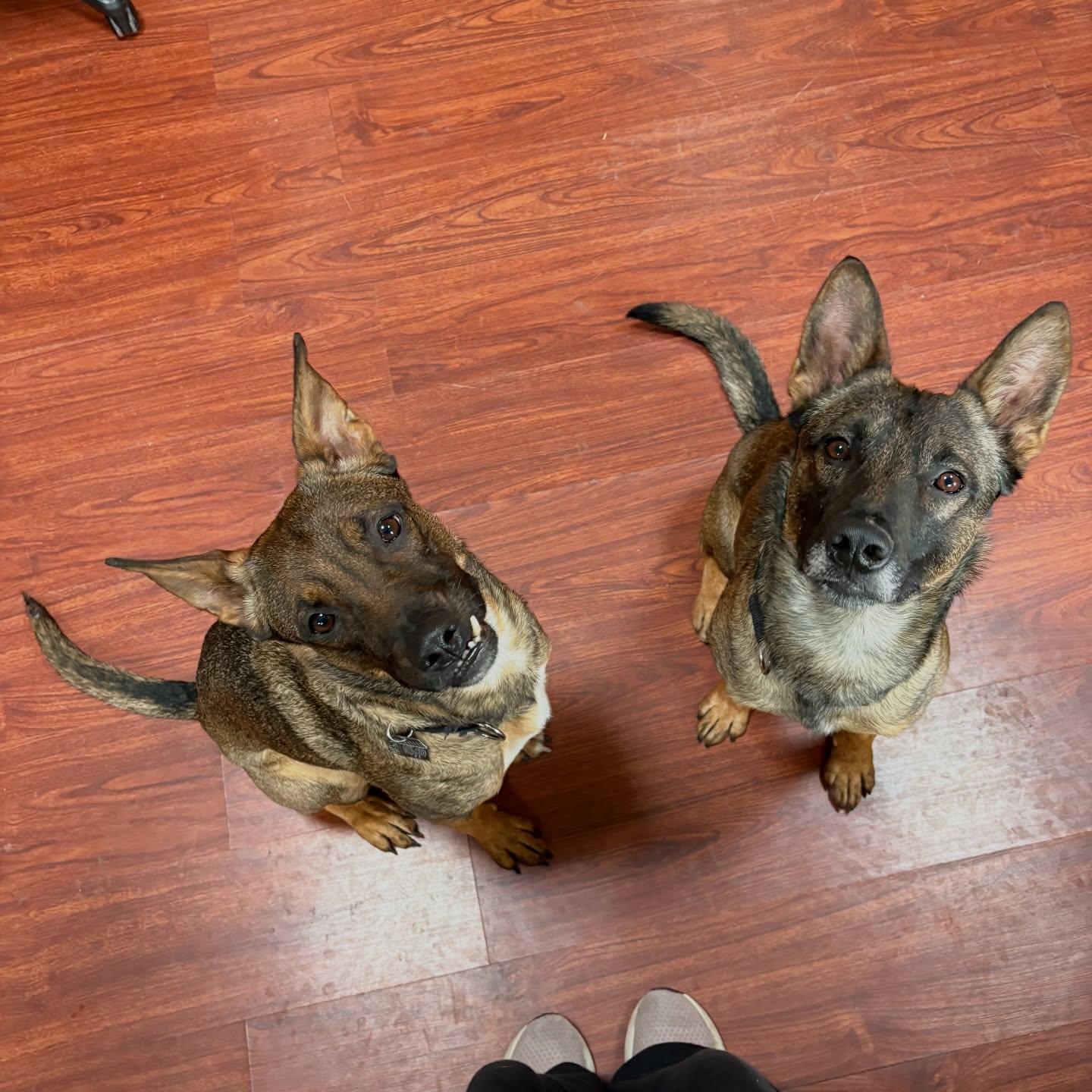 Enlarge Tommy & Baby (bonded pair), a ADOPTABLE mixed breed in Medford, NY image 2/6