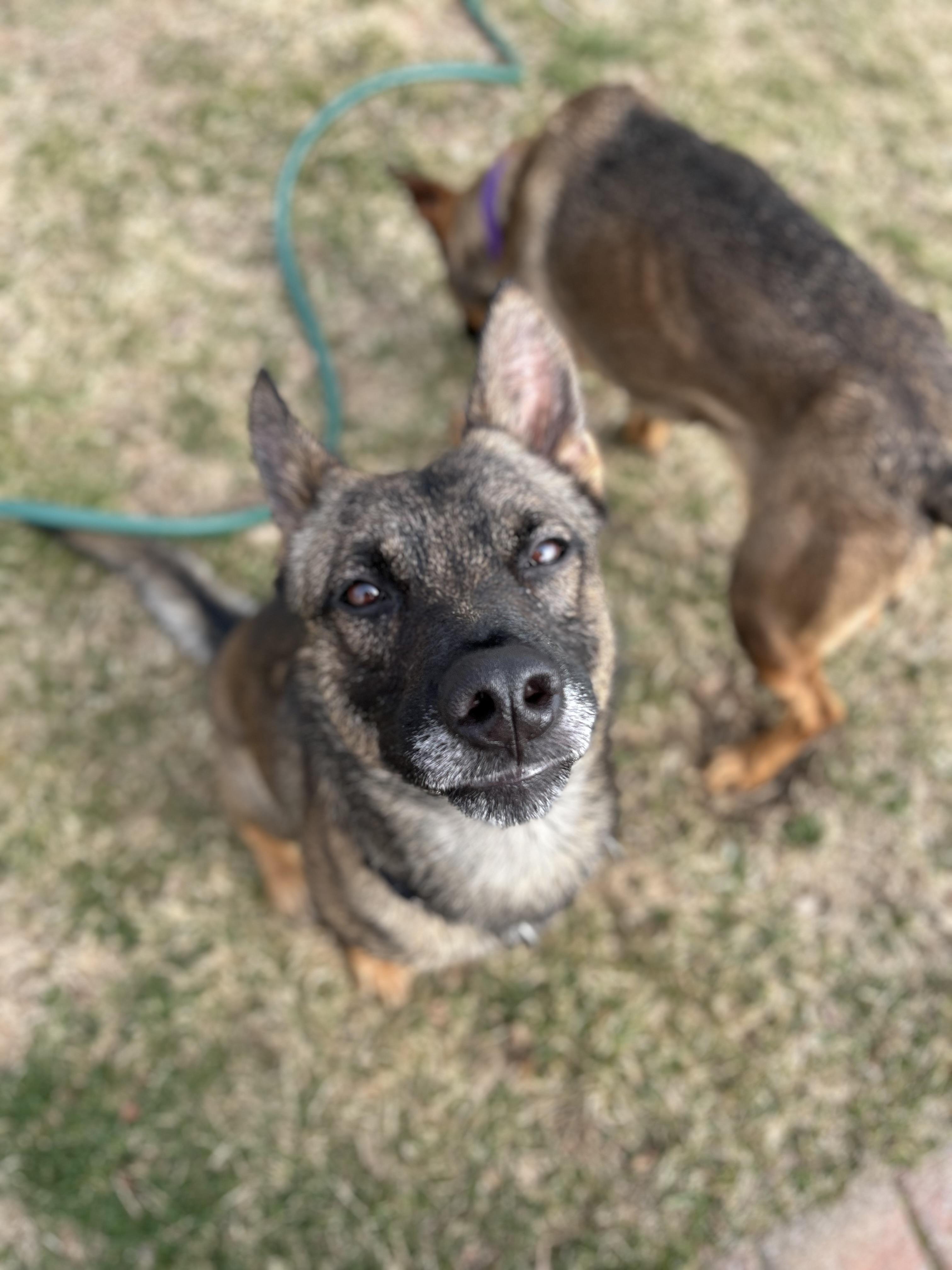 Enlarge Tommy & Baby (bonded pair), a ADOPTABLE mixed breed in Medford, NY image 6/6