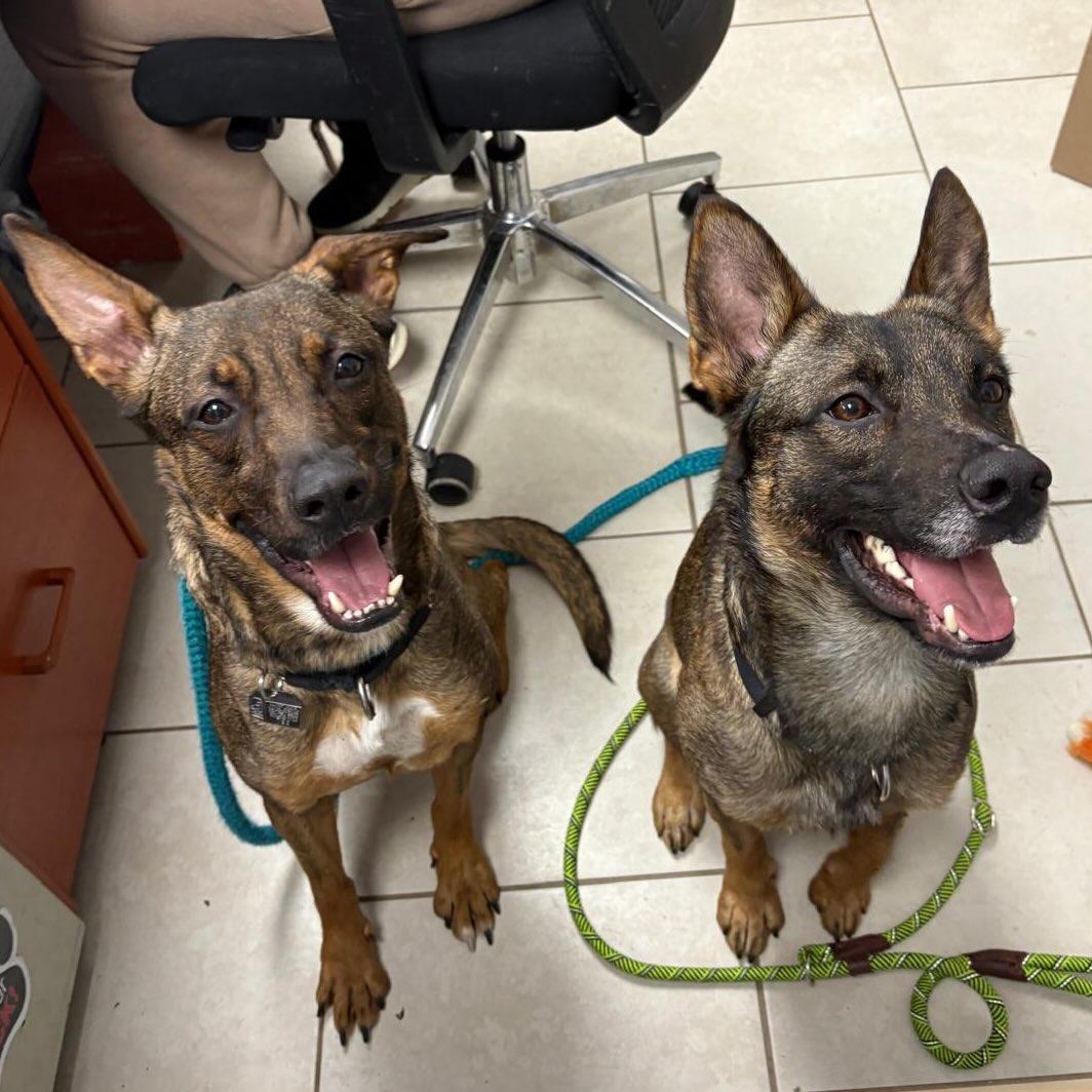 Enlarge Tommy & Baby (bonded pair), a ADOPTABLE mixed breed in Medford, NY image 1/6