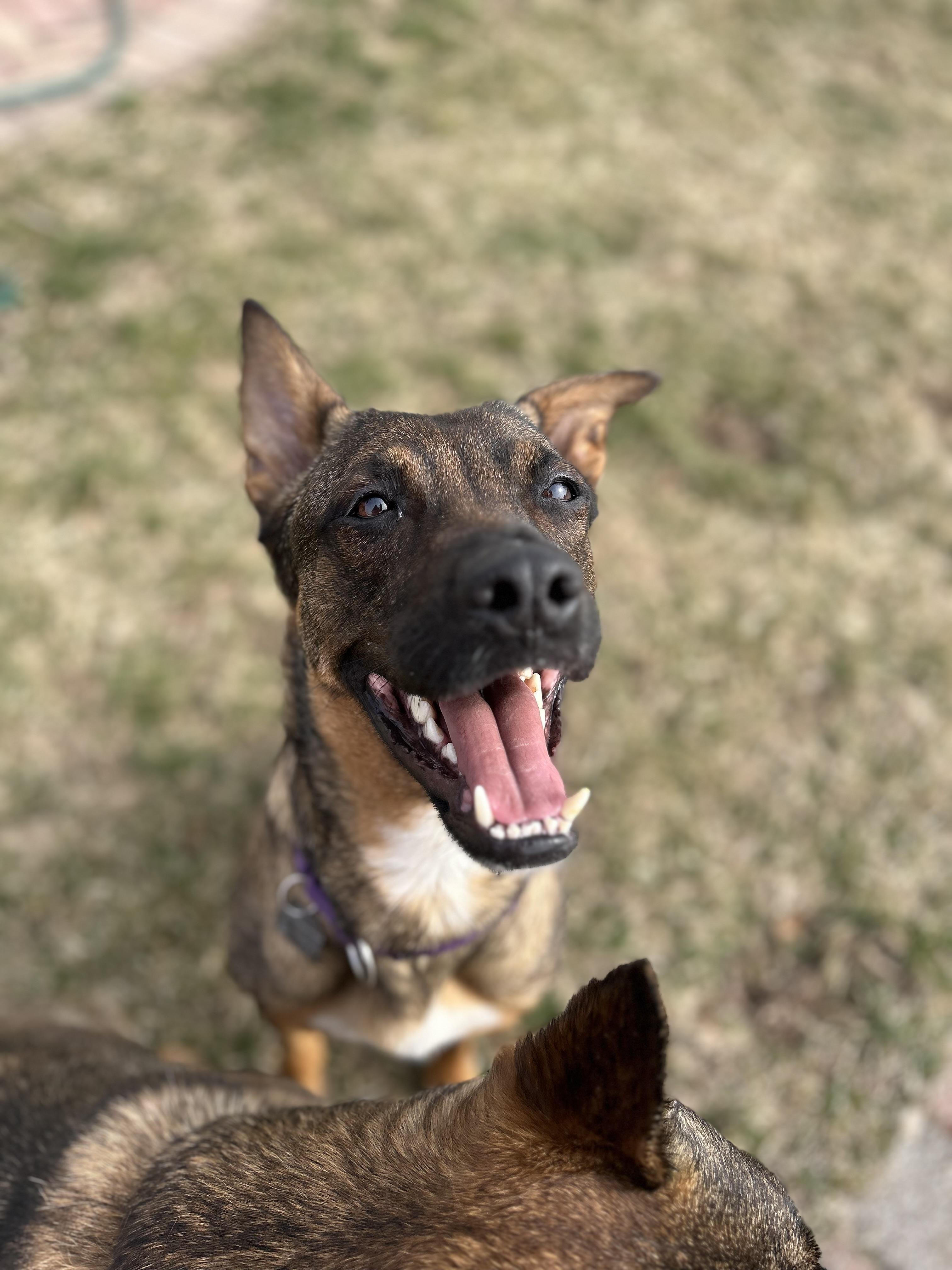 Enlarge Tommy & Baby (bonded pair), a ADOPTABLE mixed breed in Medford, NY image 5/6