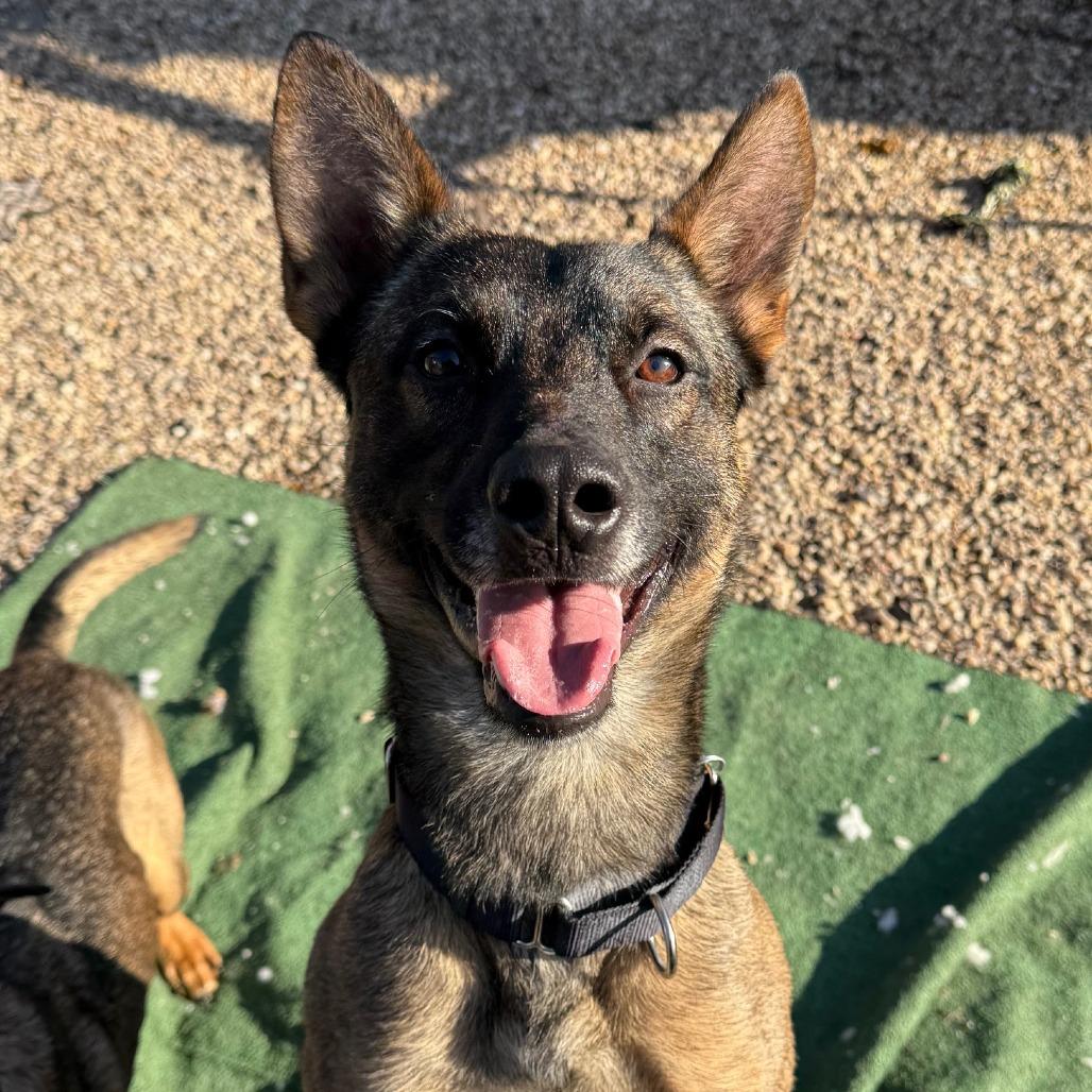 Enlarge Tommy & Baby (bonded pair), a ADOPTABLE mixed breed in Medford, NY image 3/6