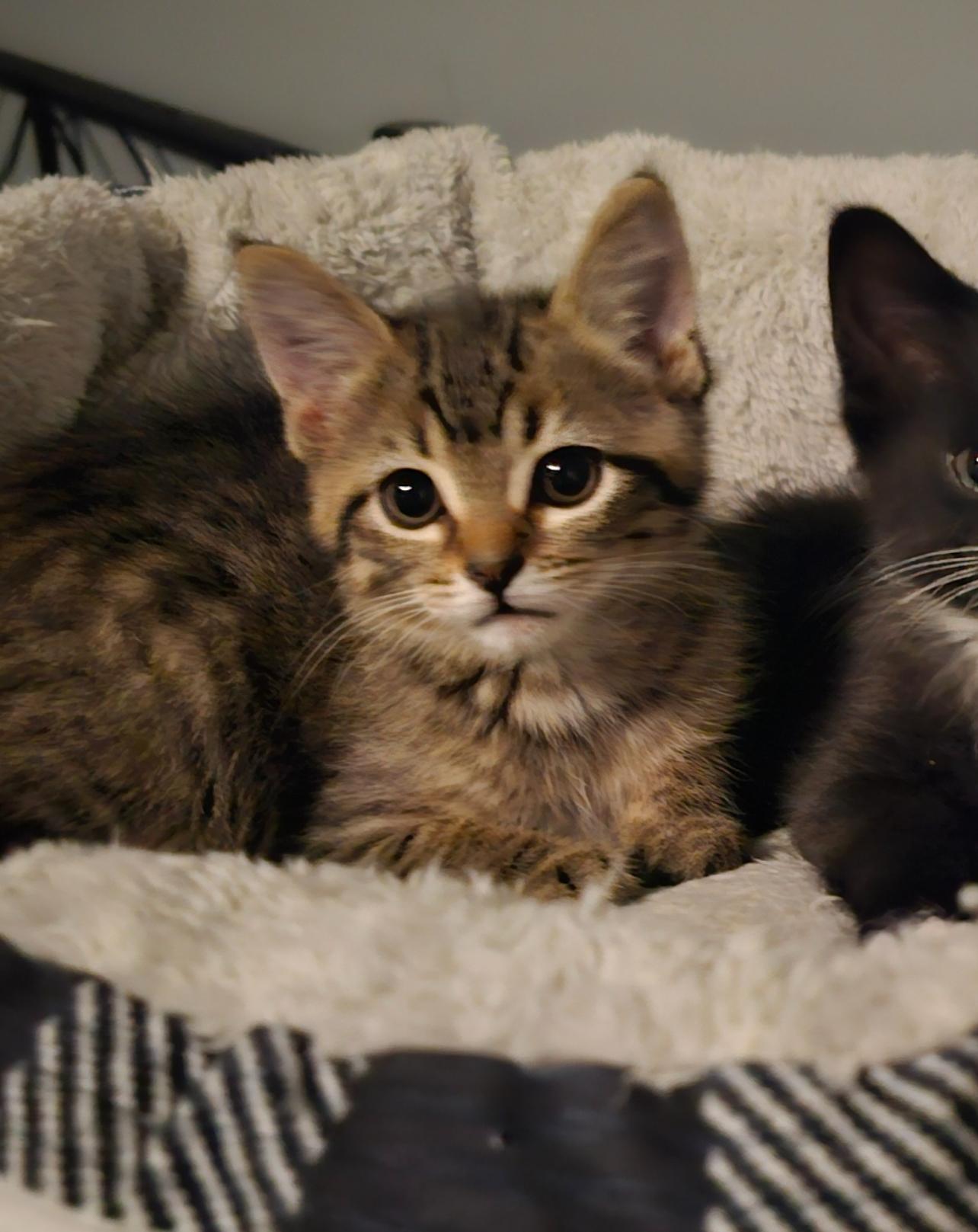 Toffee, a Adopted mixed breed in Lockport, IL image 2/4