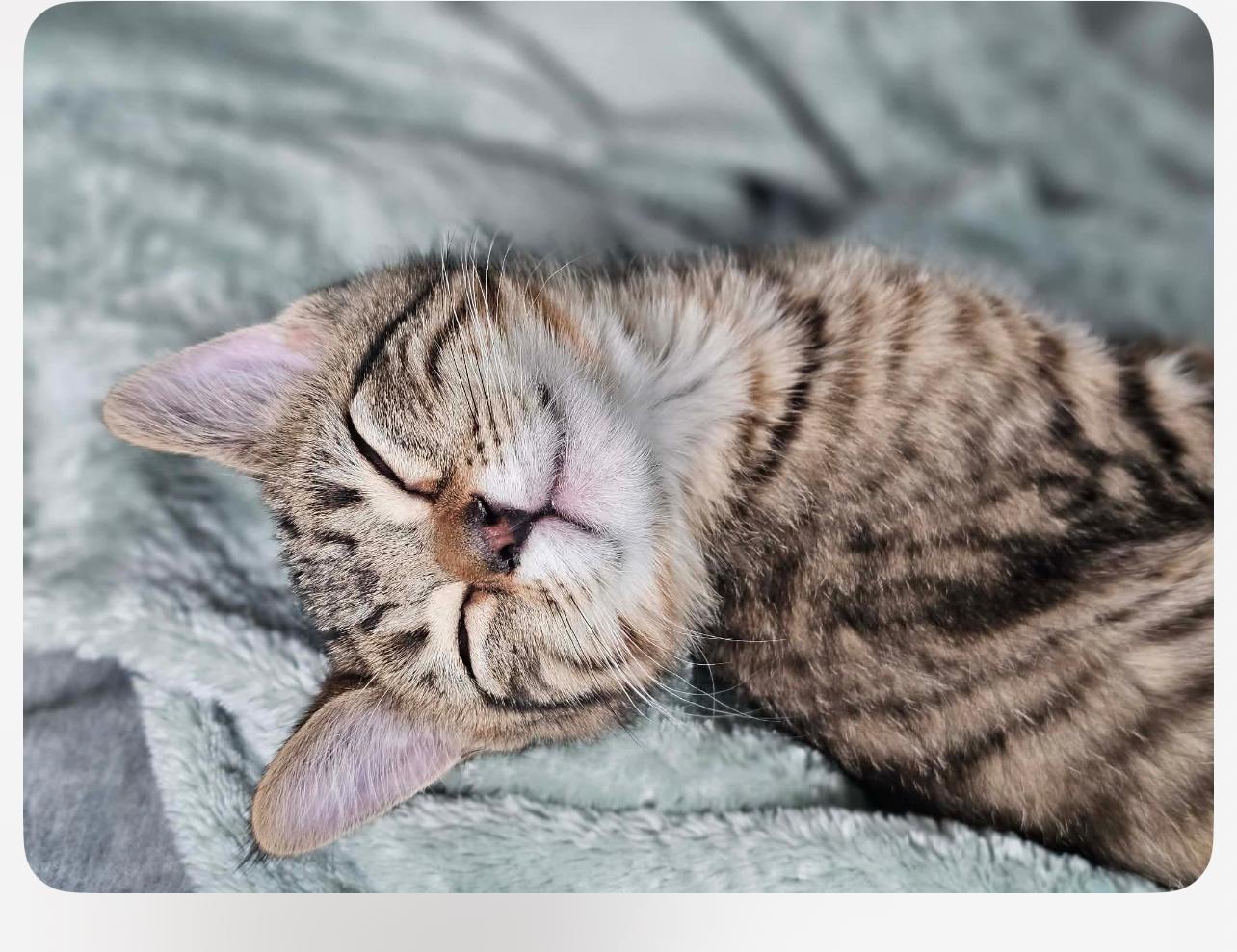 Toffee, a Adopted mixed breed in Lockport, IL image 3/4