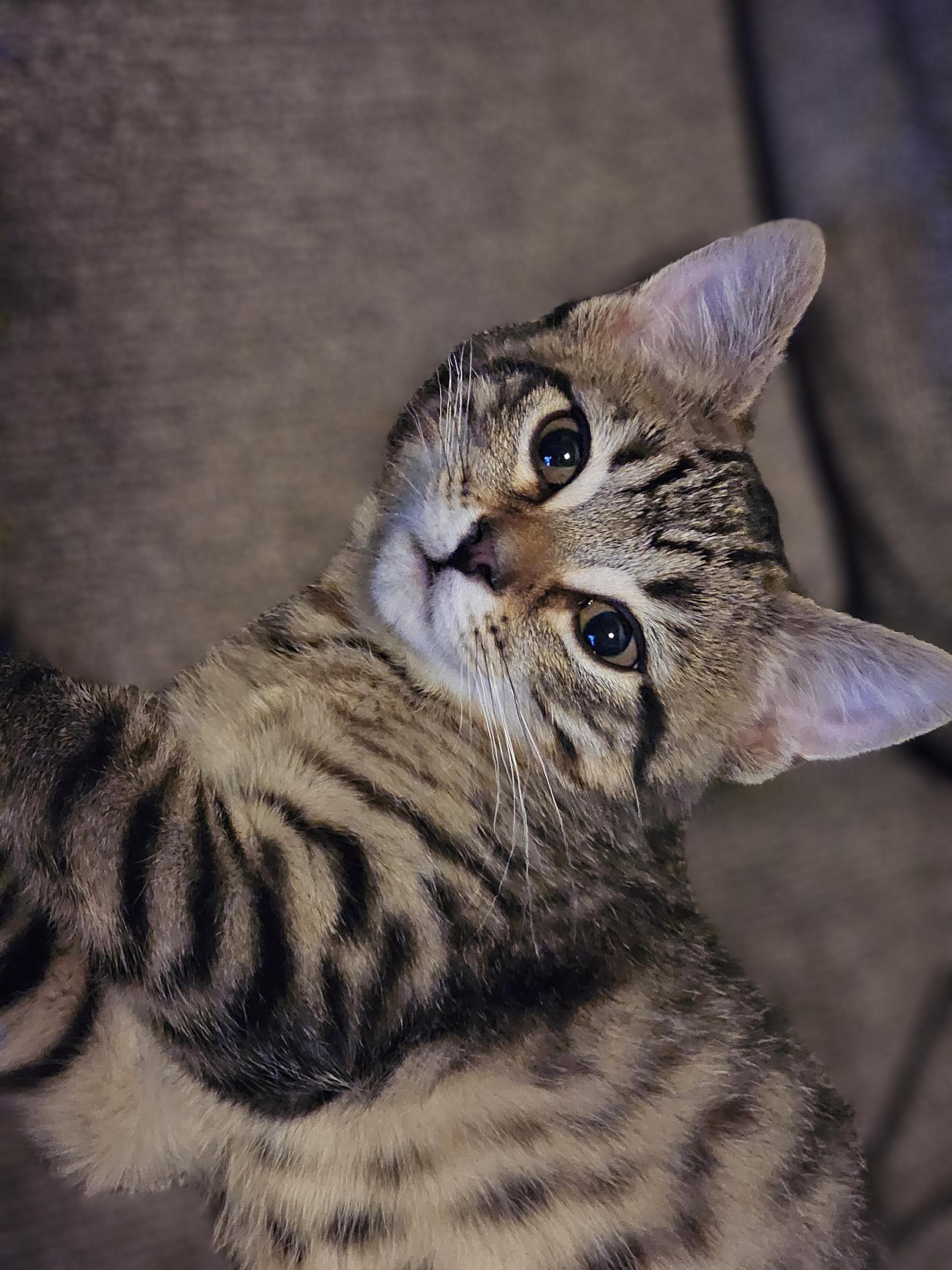 Toffee, a Adopted mixed breed in Lockport, IL image 4/4