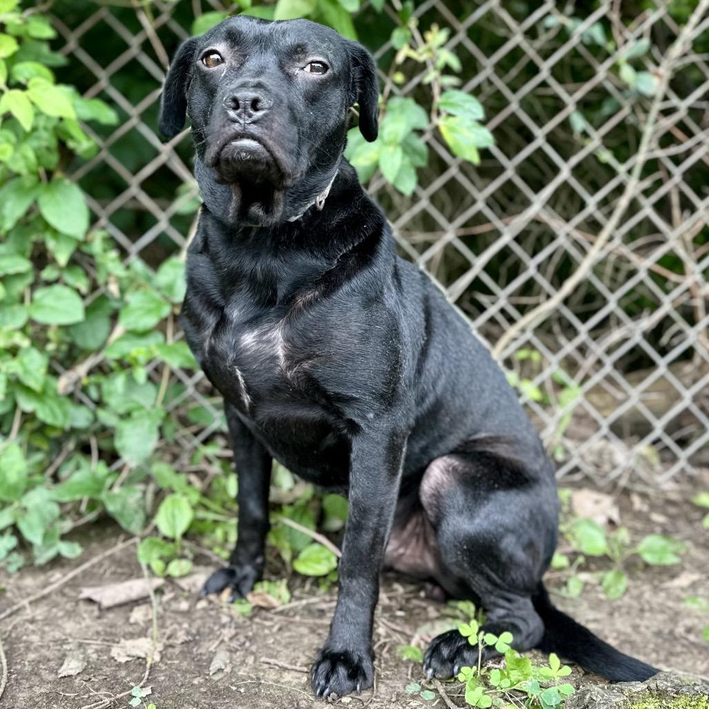 Enlarge Waco, a Adoptable Mixed Breed in Warrensburg, MO image 1/3