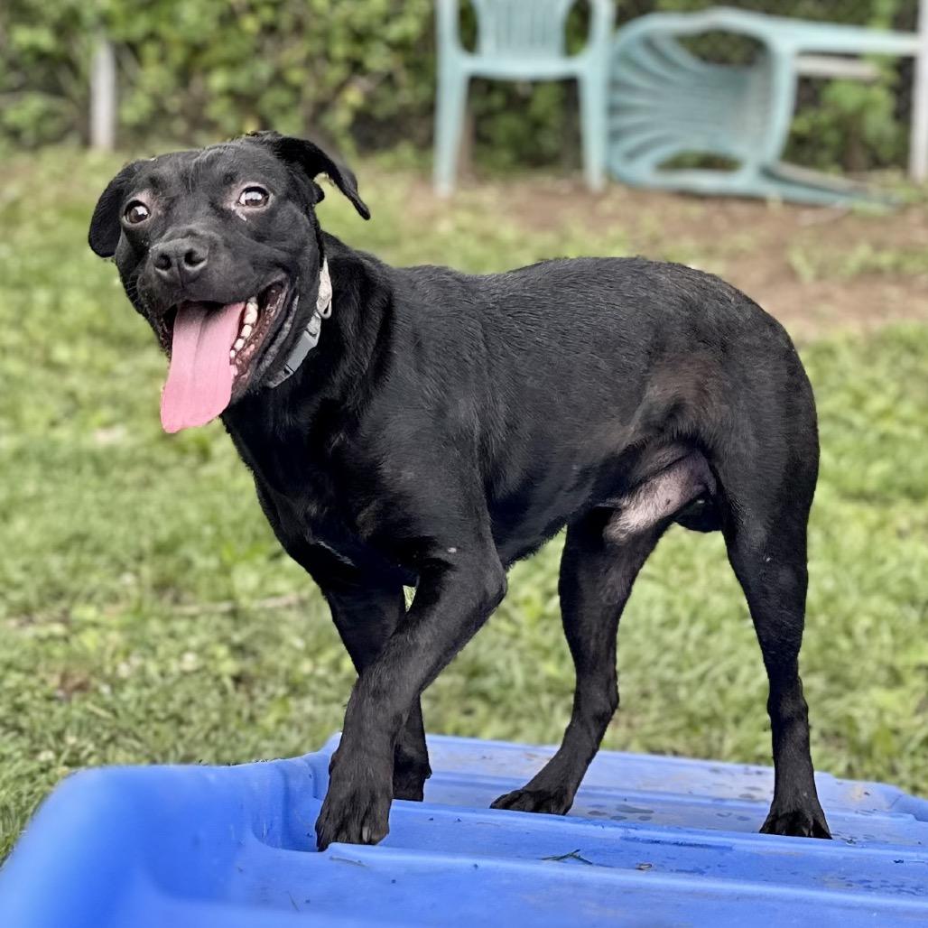 Enlarge Waco, a Adoptable Mixed Breed in Warrensburg, MO image 2/3