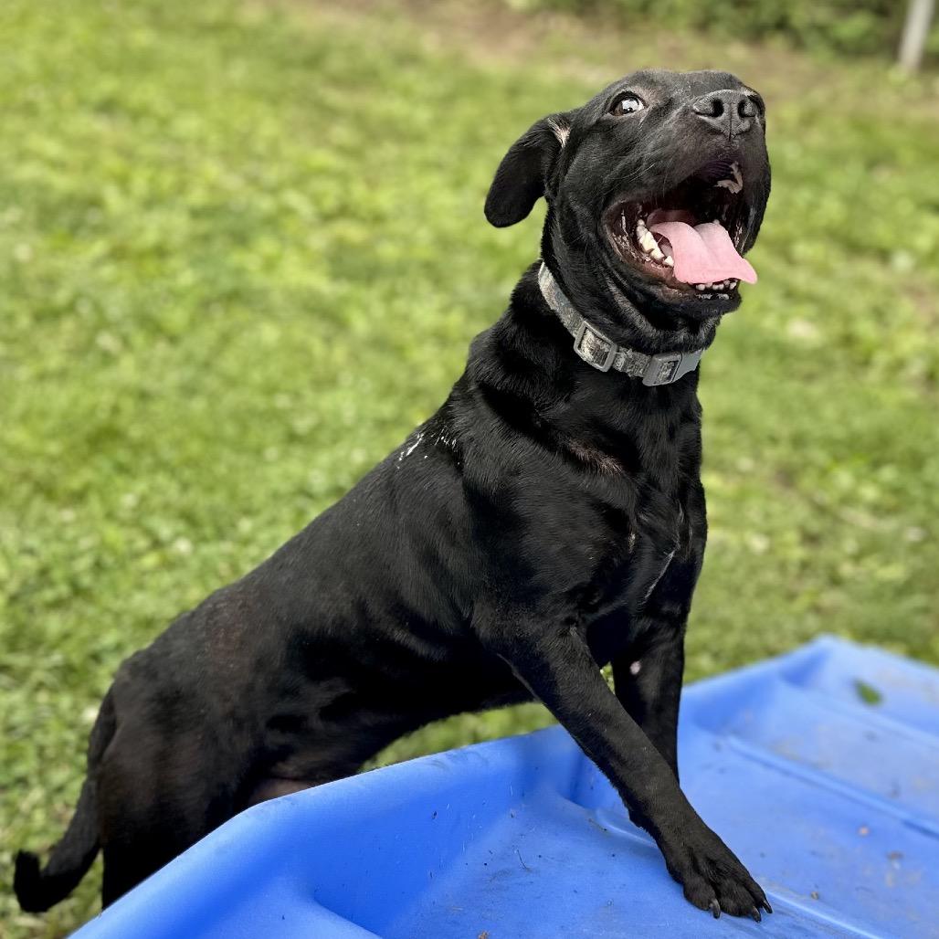 Enlarge Waco, a Adoptable Mixed Breed in Warrensburg, MO image 3/3