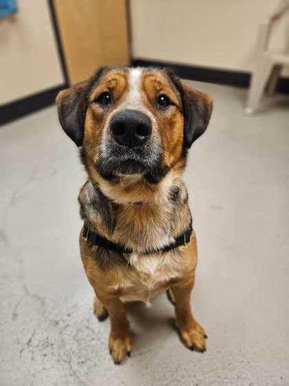 Rufus, a ADOPTABLE Mixed Breed in Bellingham, WA image 2/3