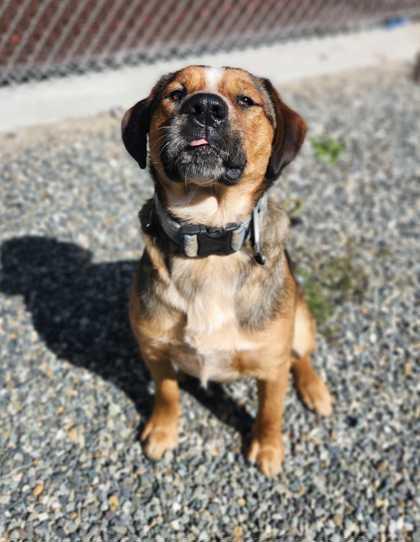 Rufus, a ADOPTABLE Mixed Breed in Bellingham, WA image 3/3