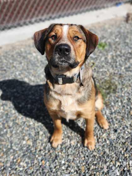 Rufus, ADOPTABLE, Adult Male Mixed Breed.