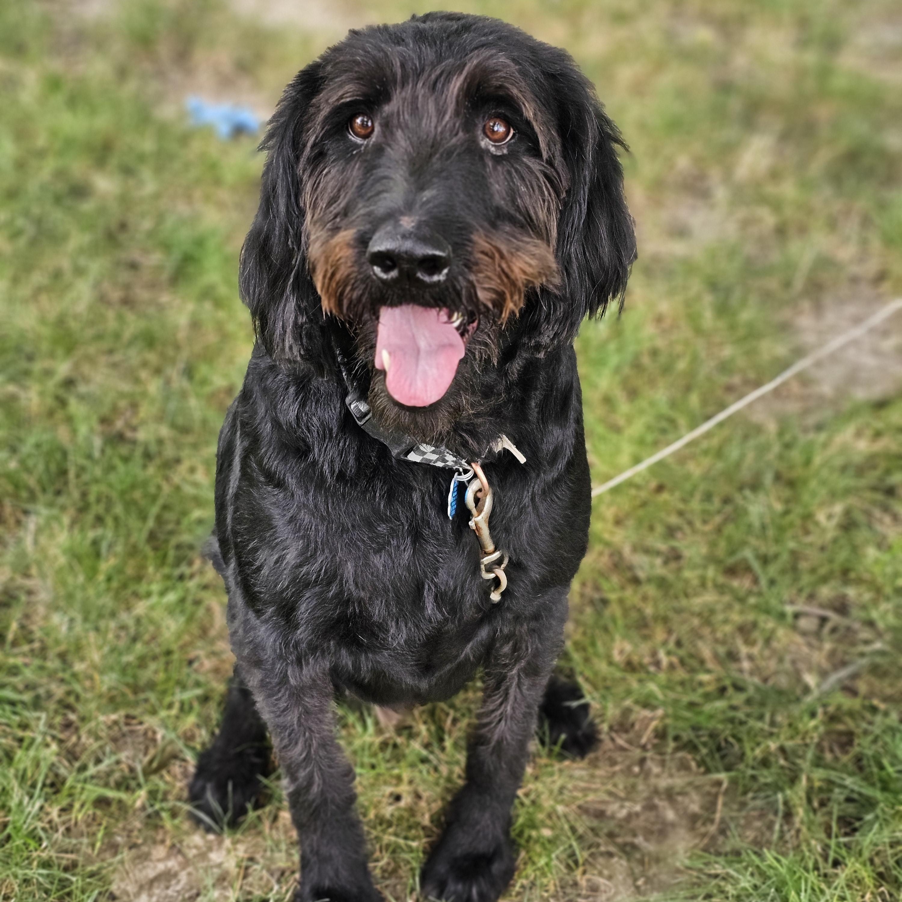 Theo so il, a Adoptable Labradoodle in MURPHYSBORO , IL image 3/6