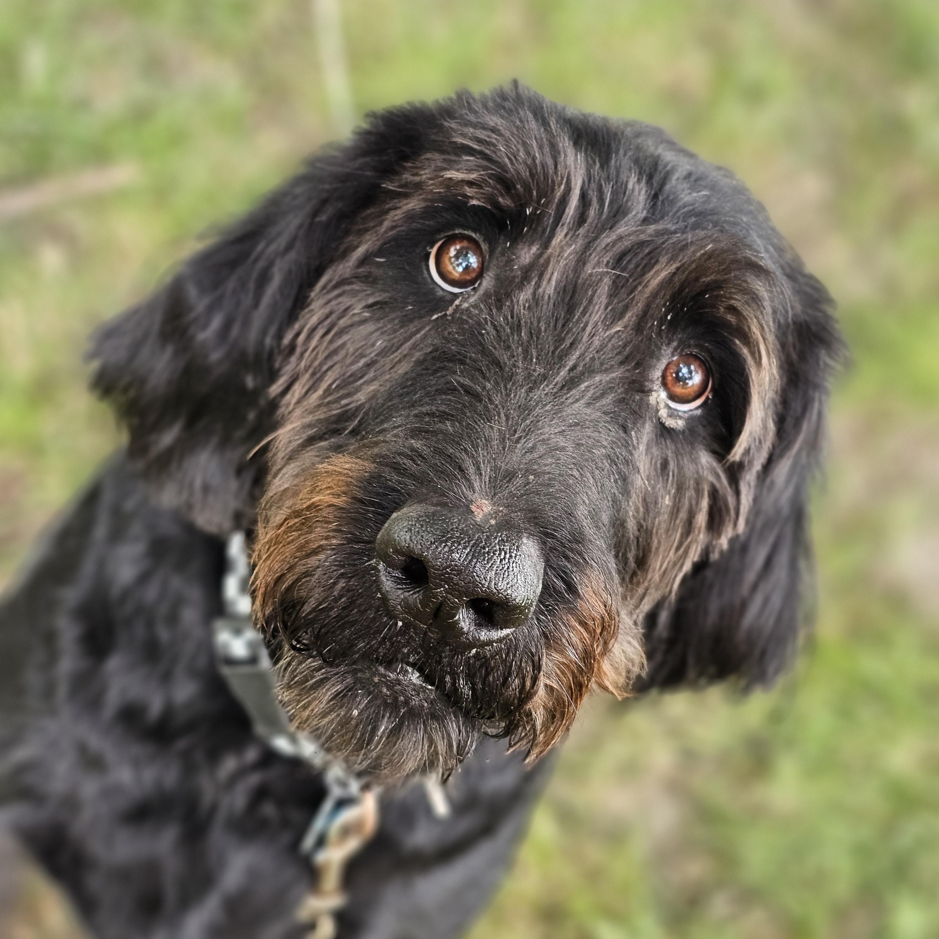 Theo so il, Adoptable, Adult Male Labradoodle.
