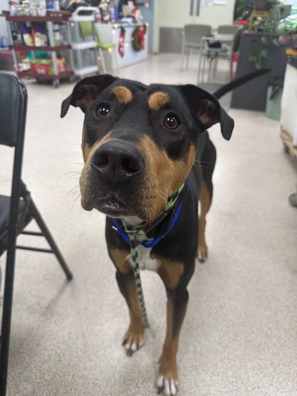 Enlarge Joker, an adopted mixed breed in Teterboro, NJ image 1/1