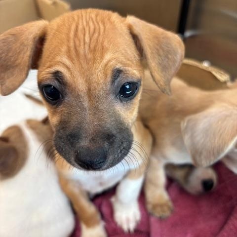 Enlarge Spade (The Deck Litter), an adopted mixed breed in Aitkin, MN image 1/6