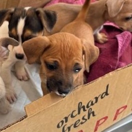 Enlarge Spade (The Deck Litter), an adopted mixed breed in Aitkin, MN image 2/6