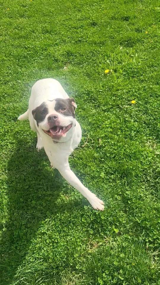 Enlarge Halo, a ADOPTABLE Terrier in Zanesville, OH image 3/4