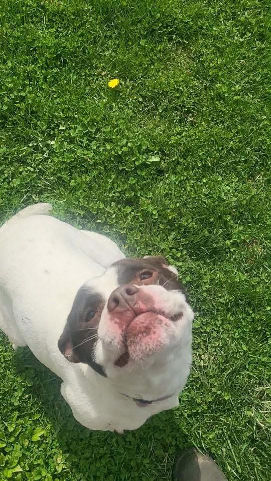 Enlarge Halo, a ADOPTABLE Terrier in Zanesville, OH image 4/4