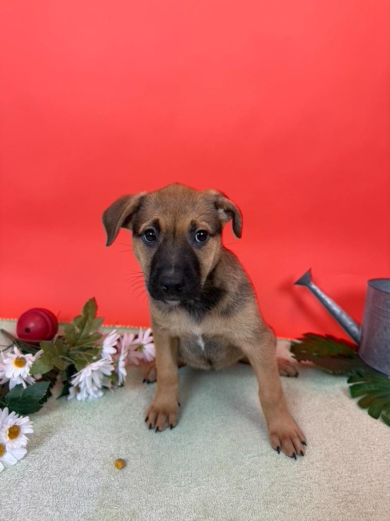 Roma, Adoptable, Puppy Female Cattle Dog & Shepherd.
