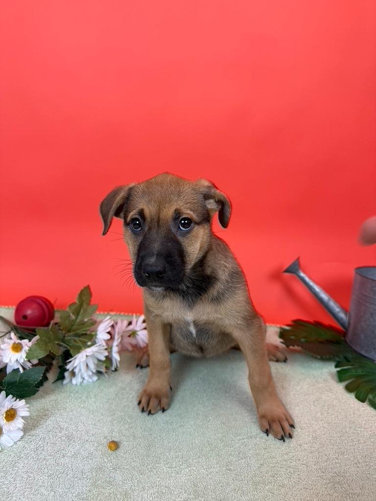 Enlarge Roma, a Adoptable mixed breed in Phoenix, AZ image 2/6