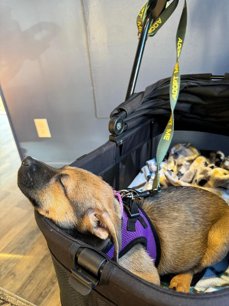 Enlarge Roma, a Adoptable mixed breed in Phoenix, AZ image 3/6