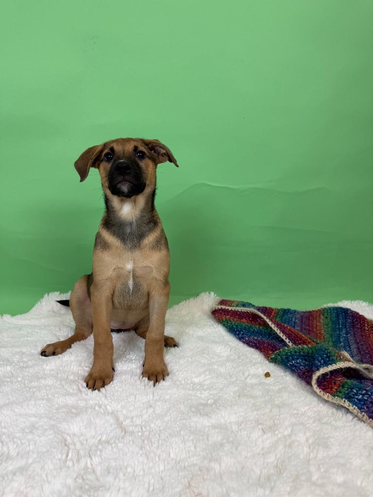 Roma, Adoptable, Puppy Female Cattle Dog & Shepherd.