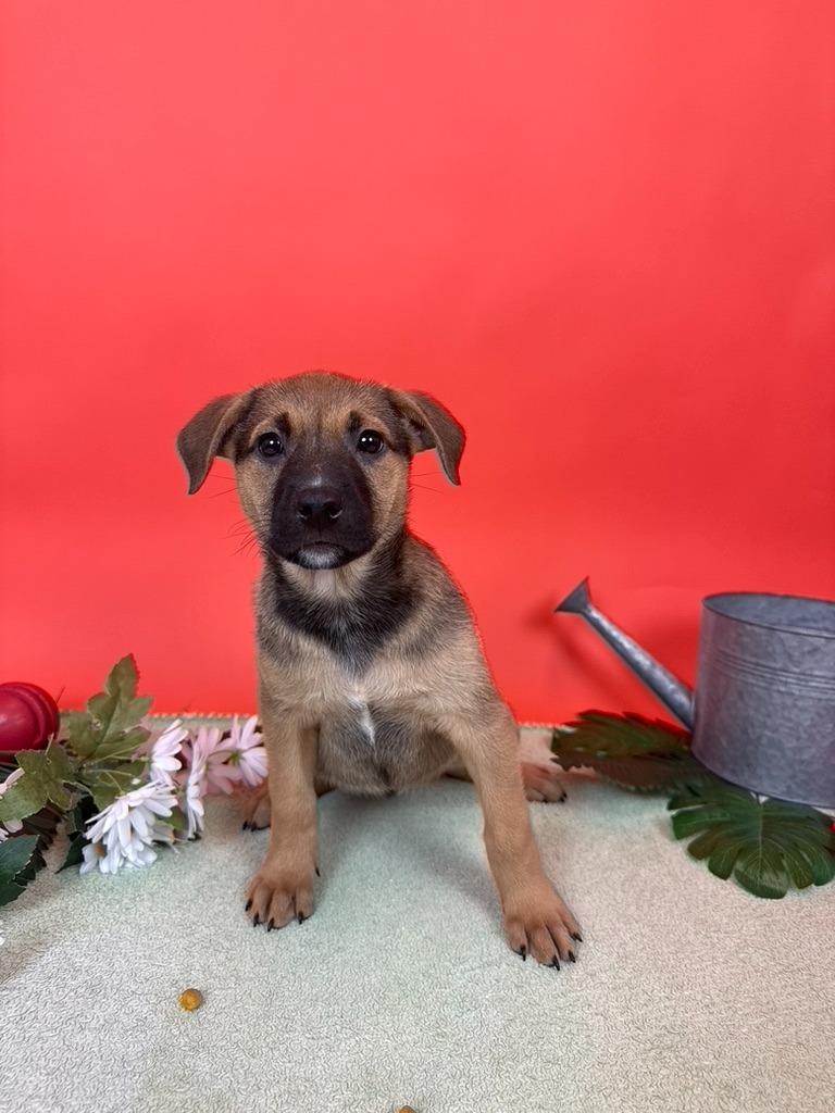 Enlarge Roma, a Adoptable mixed breed in Phoenix, AZ image 4/6