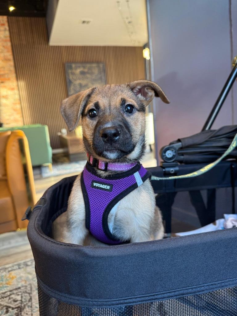 Enlarge Roma, a Adoptable mixed breed in Phoenix, AZ image 5/6