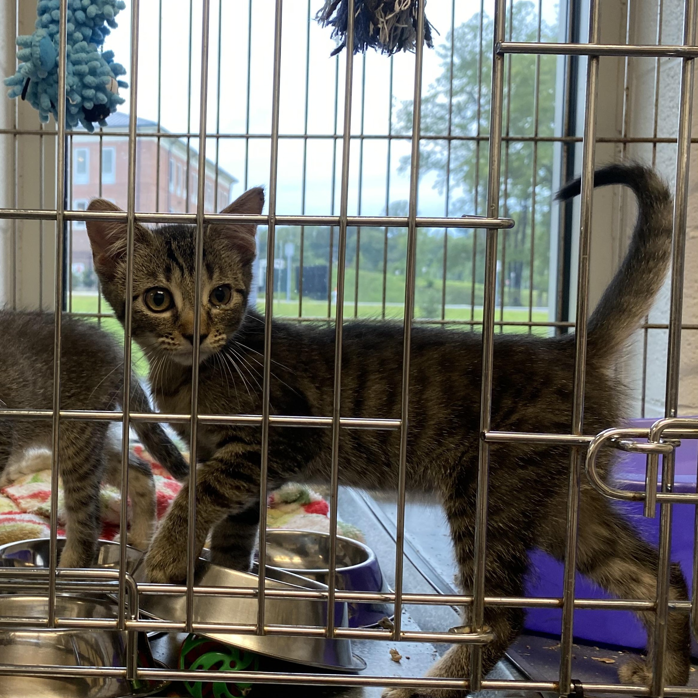 Enlarge Faith, an adopted Domestic Short Hair in King George, VA image 2/2
