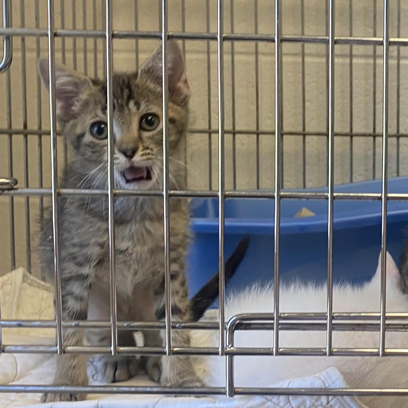 Faith, adopted, Kitten Female Domestic Short Hair.