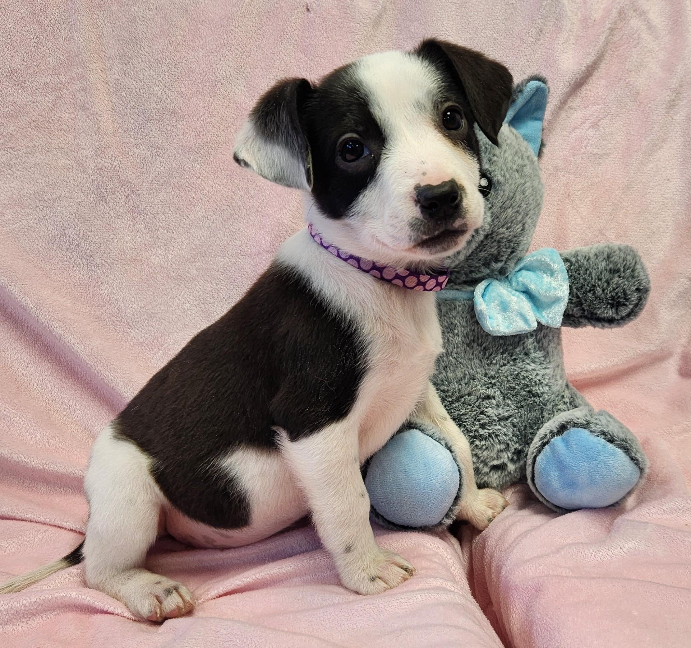 Cookie, a ADOPTABLE mixed breed in Siloam Springs, AR image 2/3