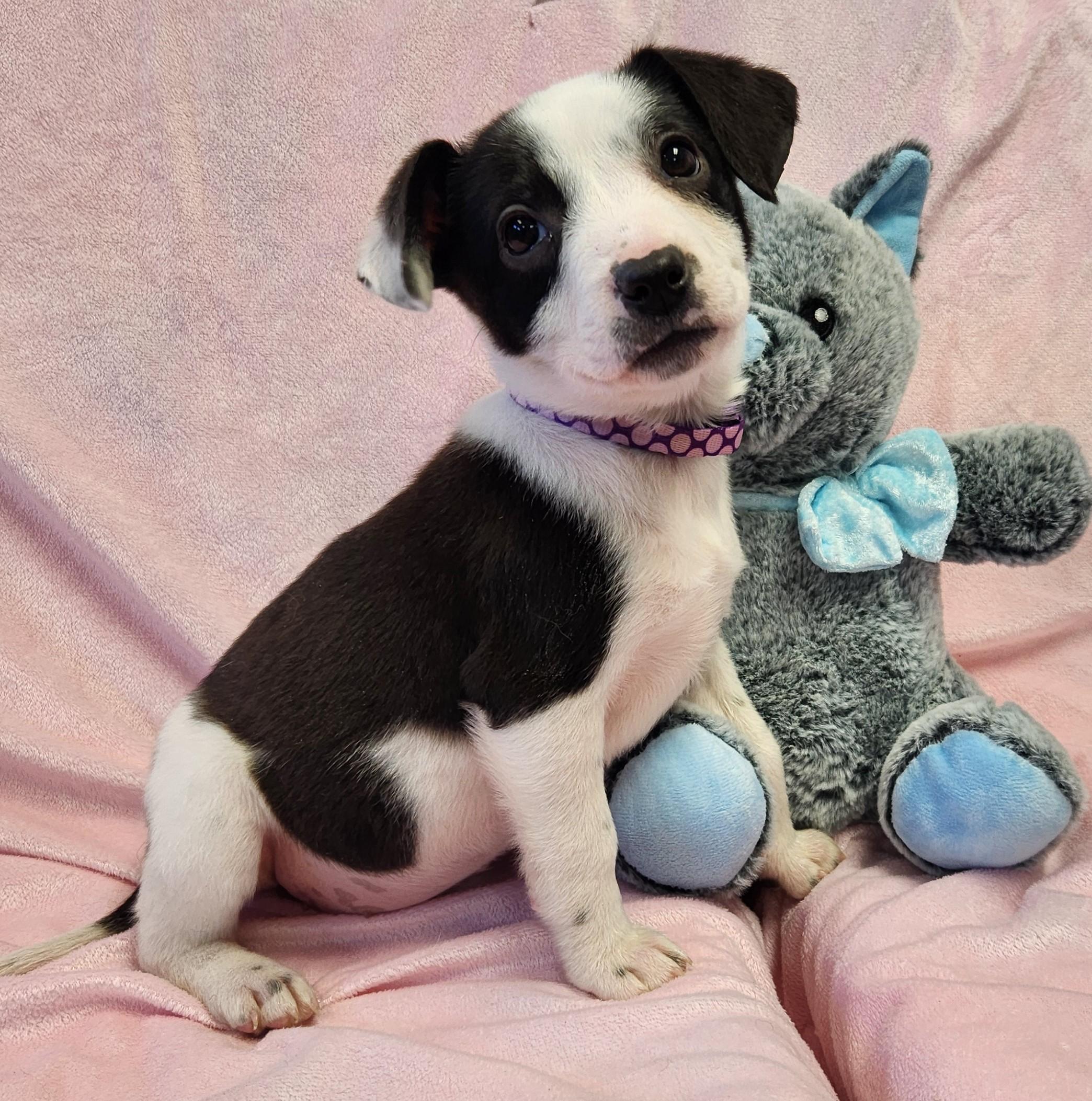 Cookie, a ADOPTABLE mixed breed in Siloam Springs, AR image 1/3