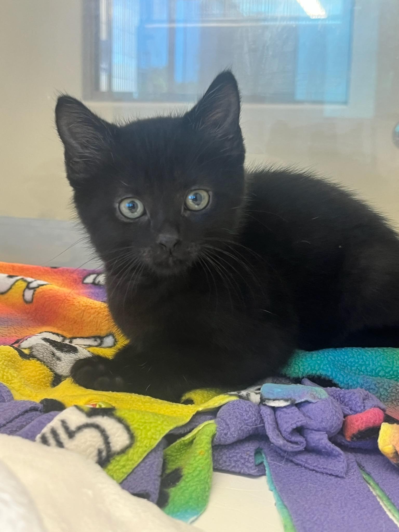 Goat (ID 51006/1166), adopted, Kitten Male Domestic Short Hair.