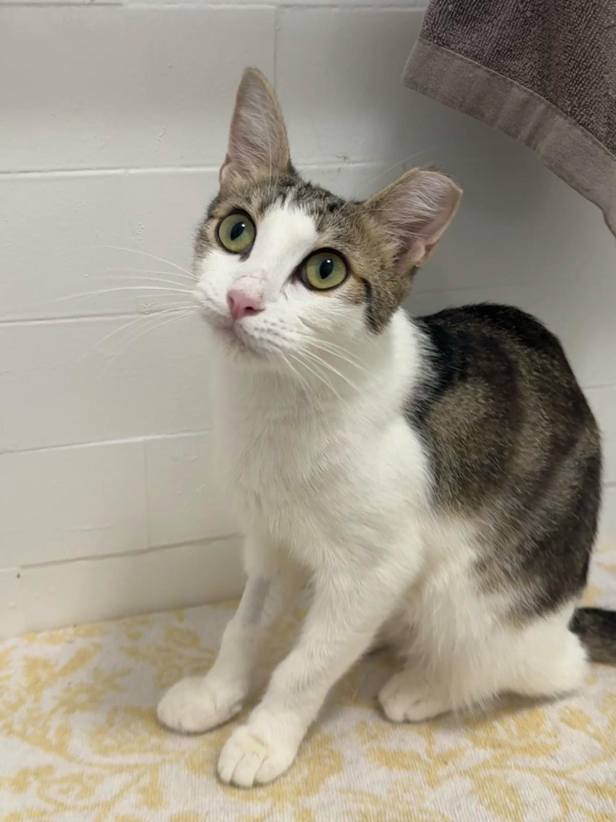 Ivy, a ADOPTABLE Domestic Short Hair in Brooklyn, NY image 3/3
