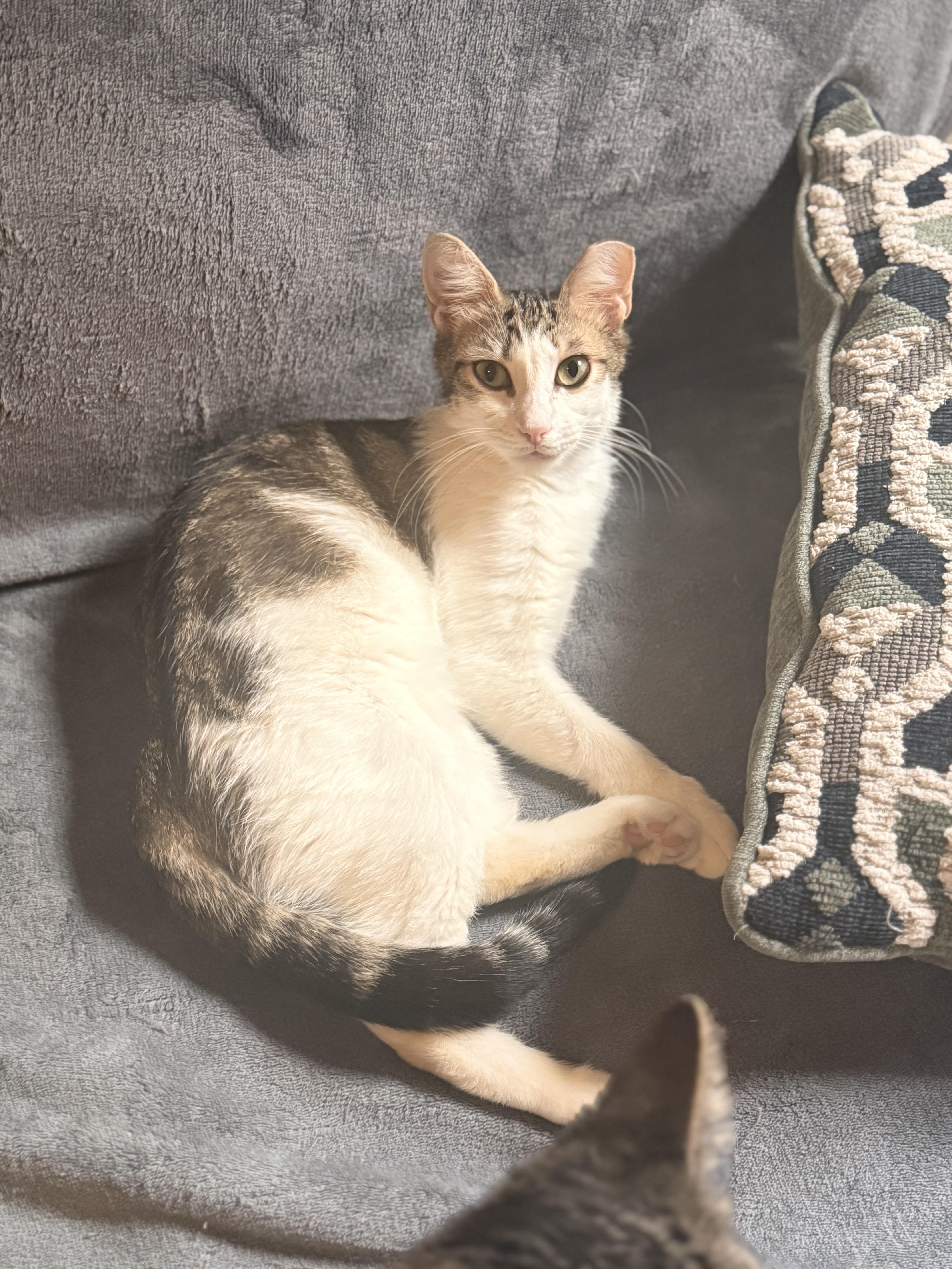 Ivy, a ADOPTABLE Domestic Short Hair in Brooklyn, NY image 1/3