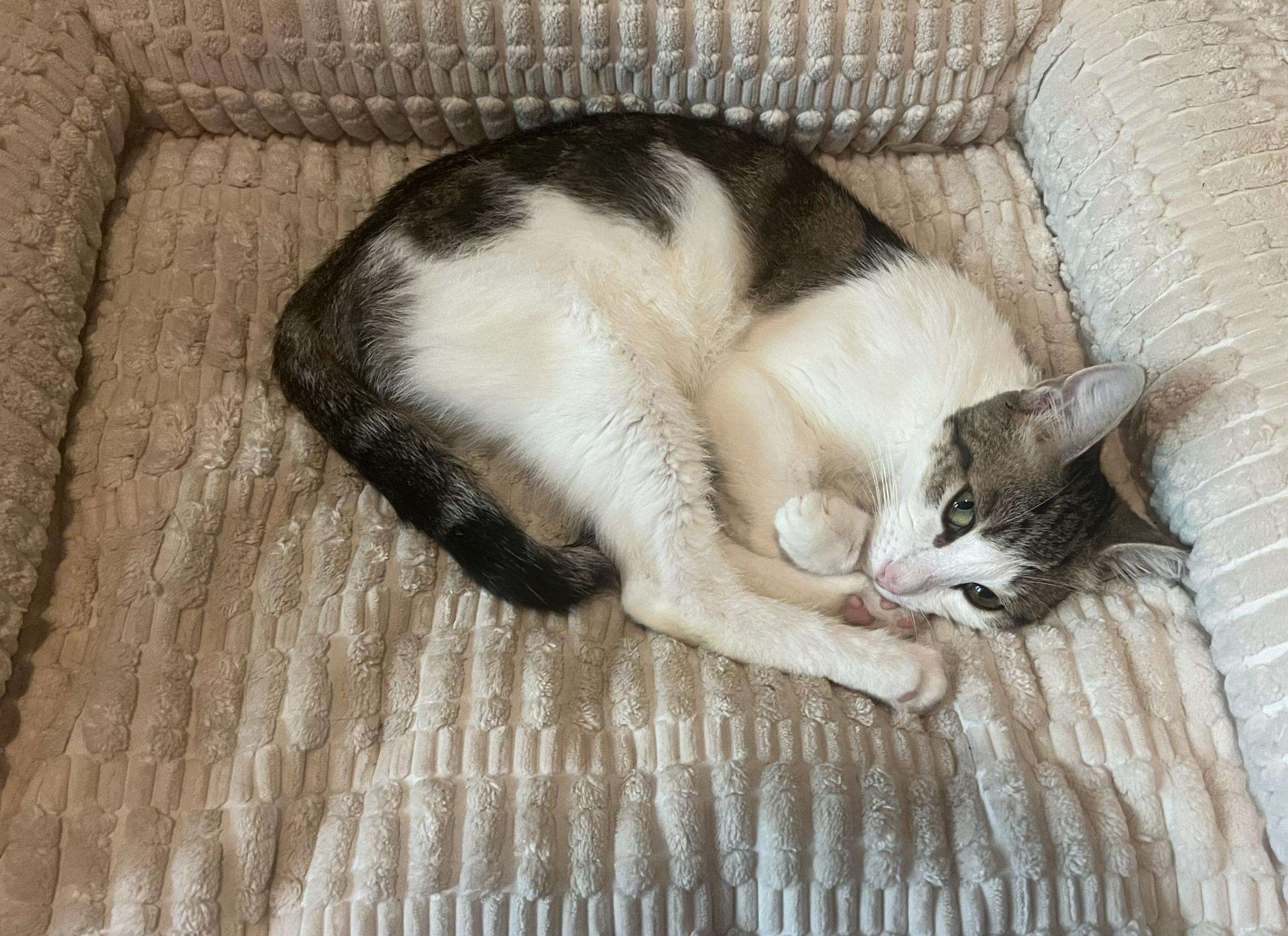 Ivy, a ADOPTABLE Domestic Short Hair in Brooklyn, NY image 2/3