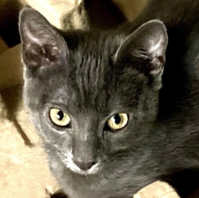 Meet Chrissy the beauty queen of our Threes Company litter Chrissy has this
