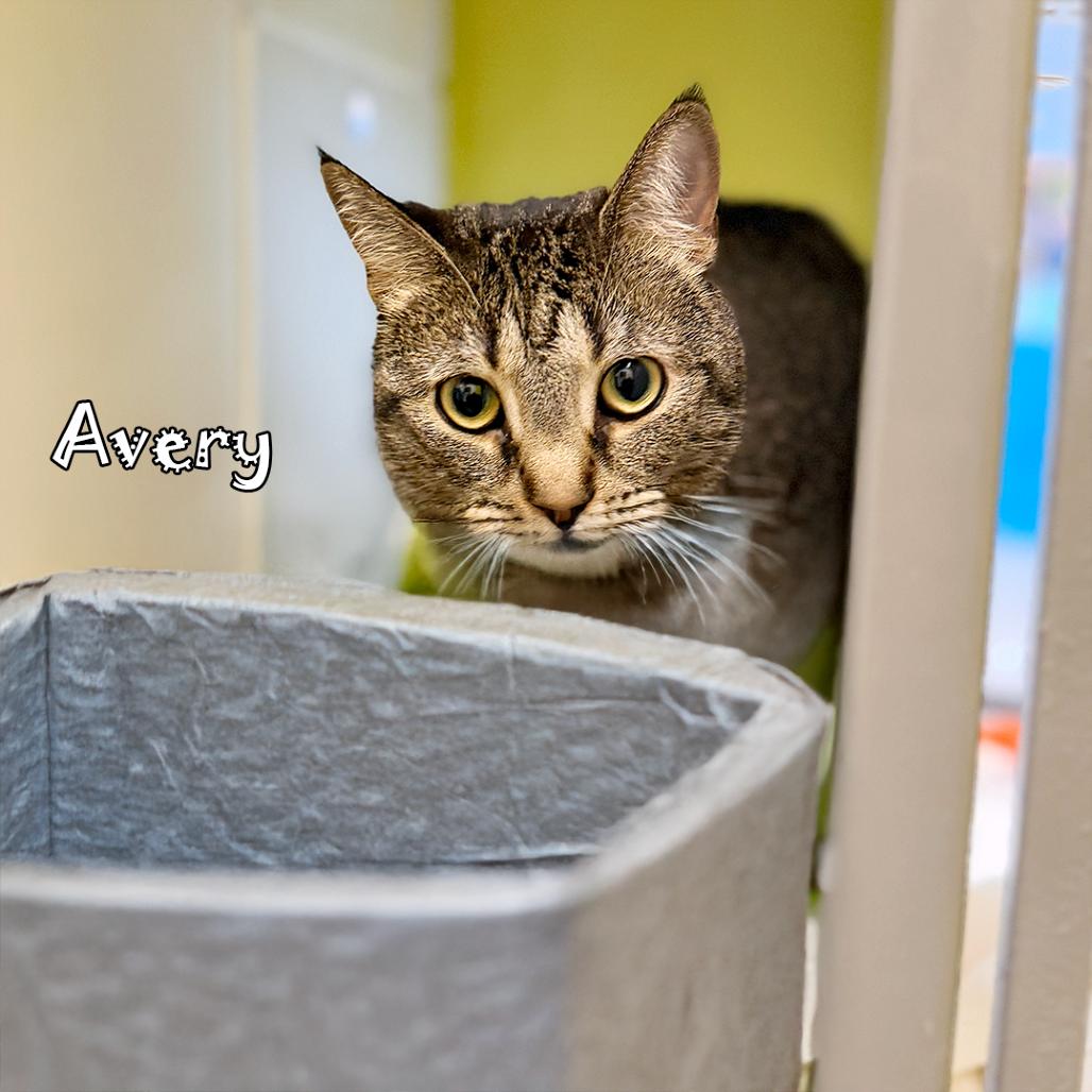 Avery, Adoptable, Adult Female Domestic Short Hair.