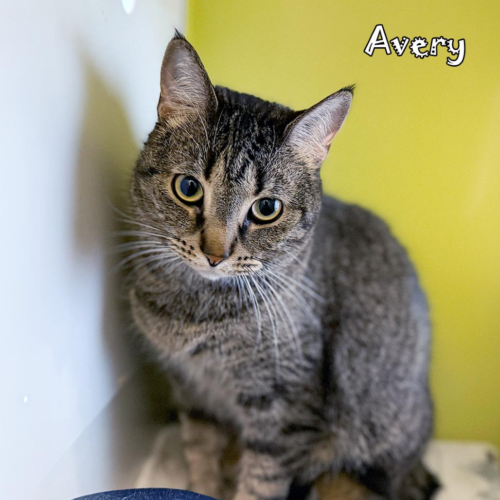 Enlarge Avery, a Adoptable Domestic Short Hair in Carmel, IN image 3/4