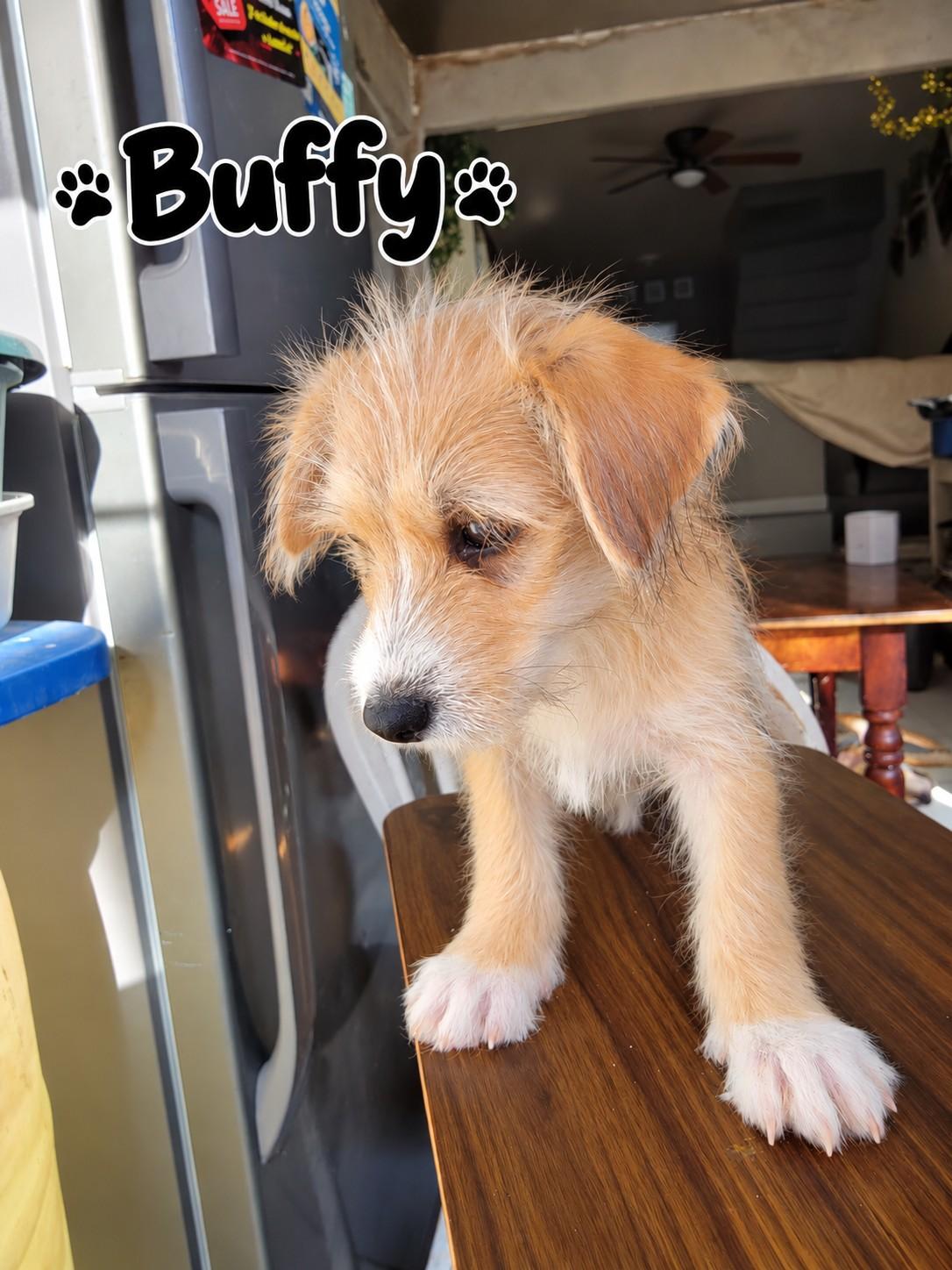 Buffy, Adoptable, Puppy Female Terrier.