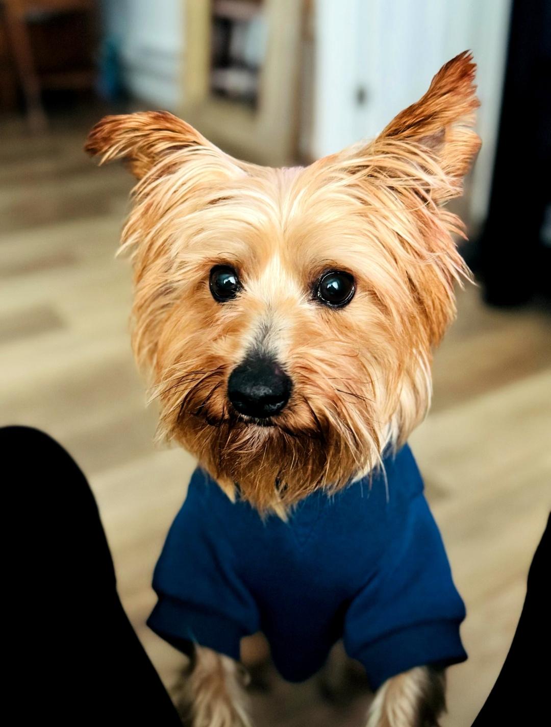 Rocky is very devoted, Adoptable, Young Male Yorkshire Terrier & Silky Terrier.