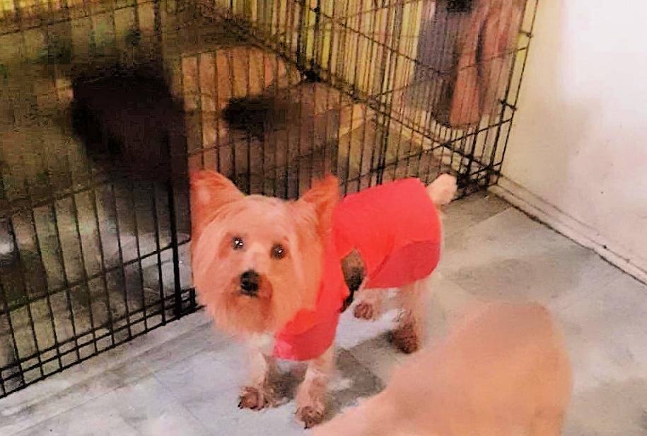 Rocky Is Very Devoted thumbnail 2