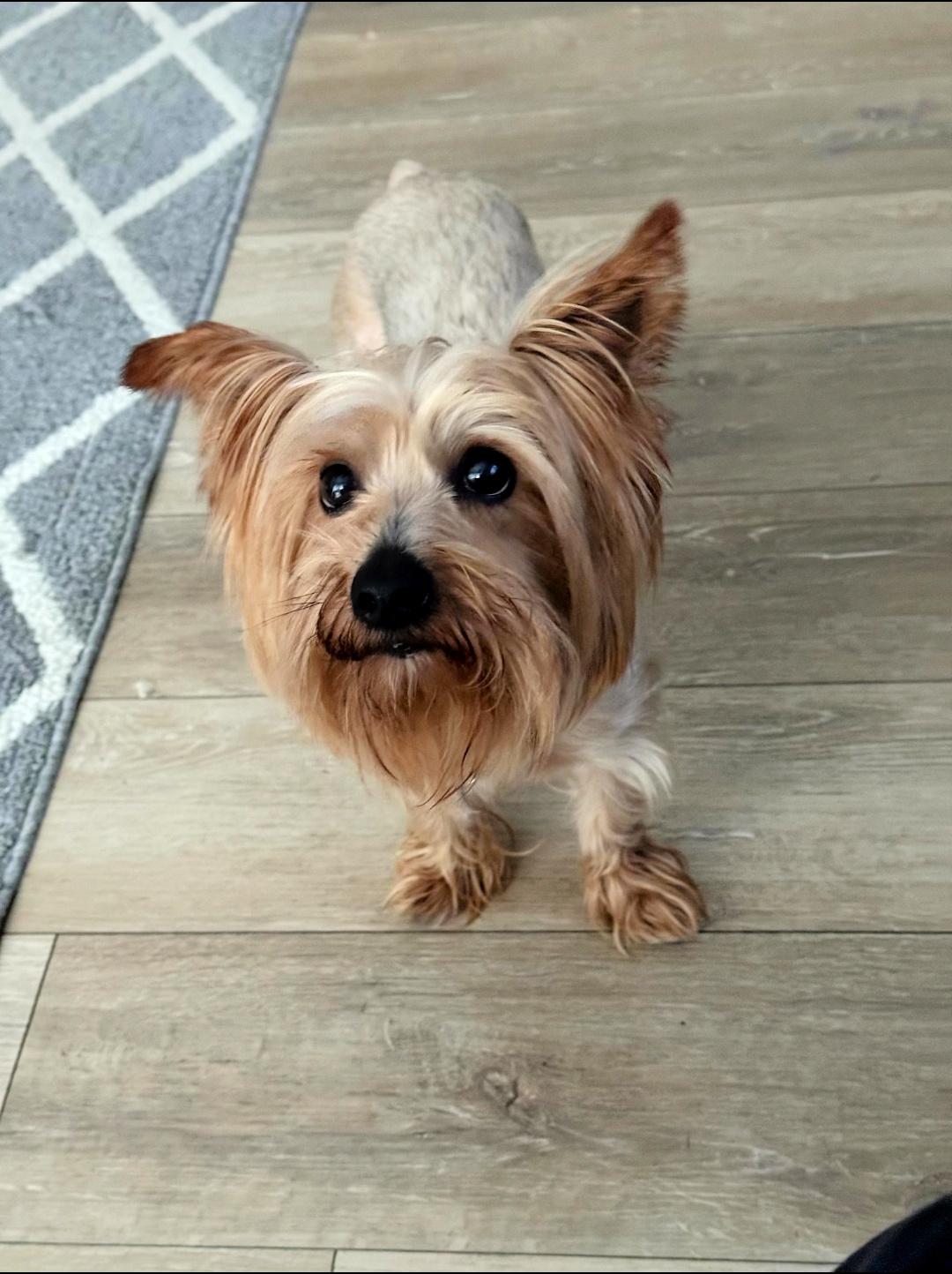 Rocky Is Very Devoted thumbnail 3