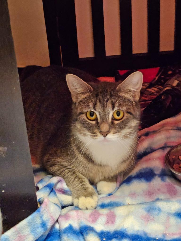 Sienna, Adoptable, Young Female Domestic Short Hair.