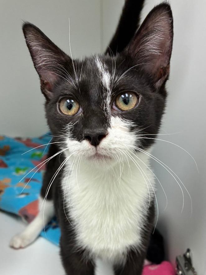 Ebra, Adoptable, Kitten Male Domestic Short Hair.