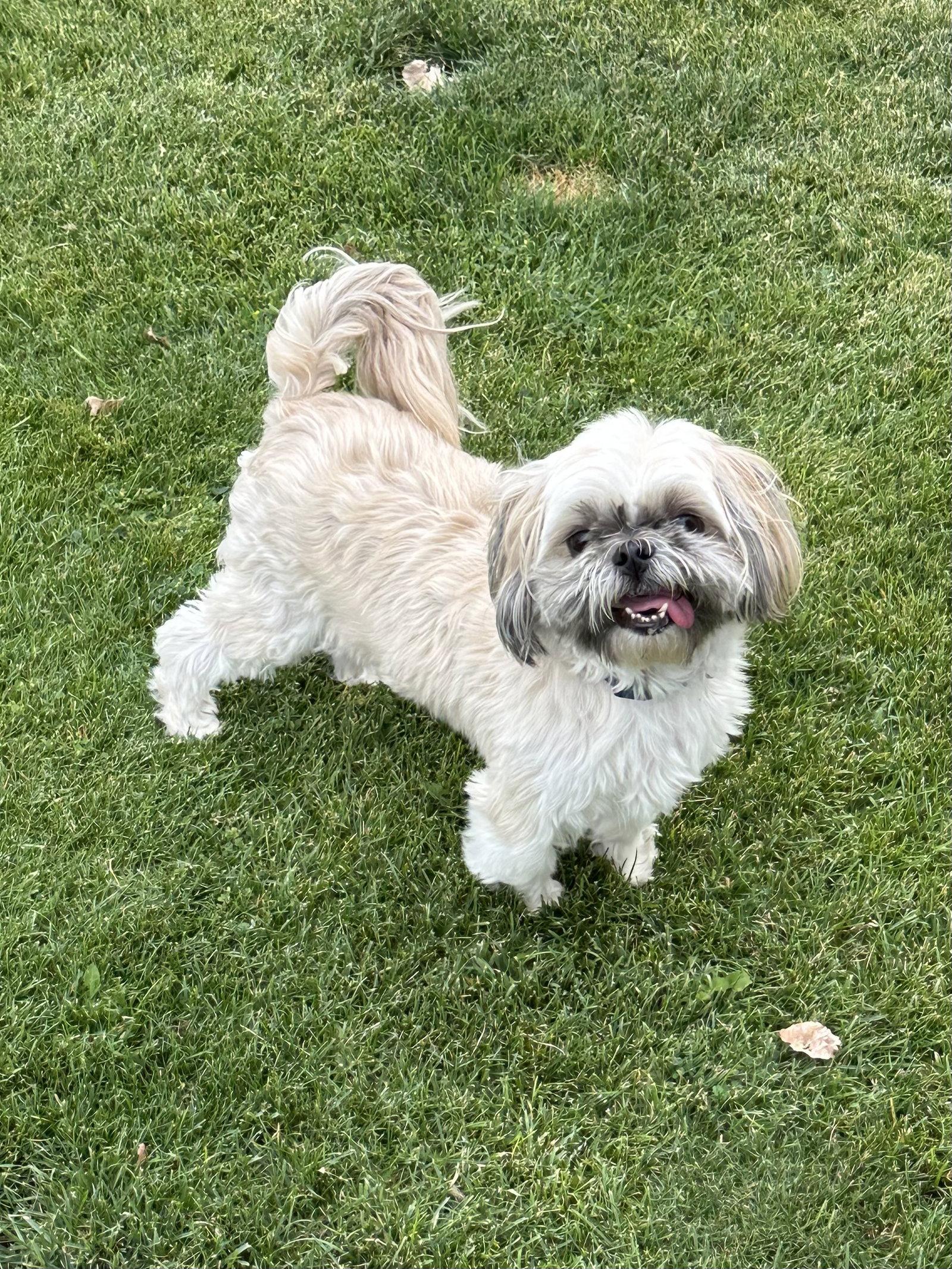 Enlarge Coco, a Adoptable Shih Tzu in Polson, MT image 1/1