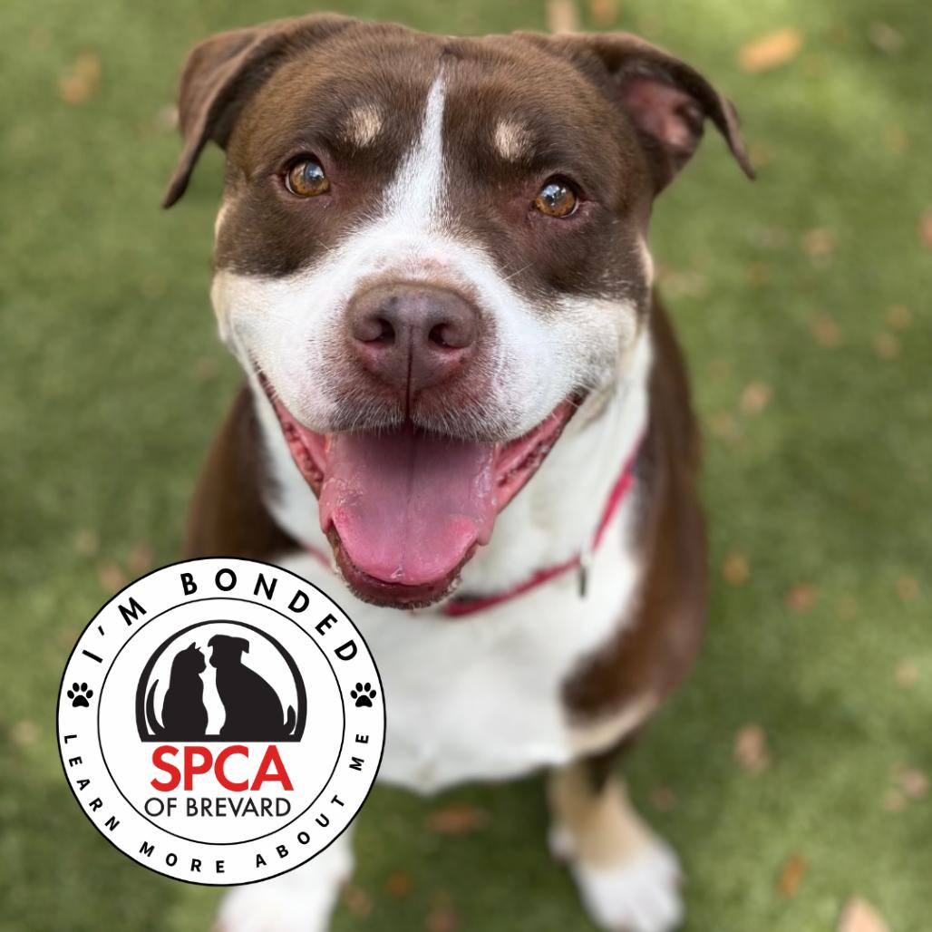 Enlarge Pumba, a Adoptable mixed breed in Titusville, FL image 1/6