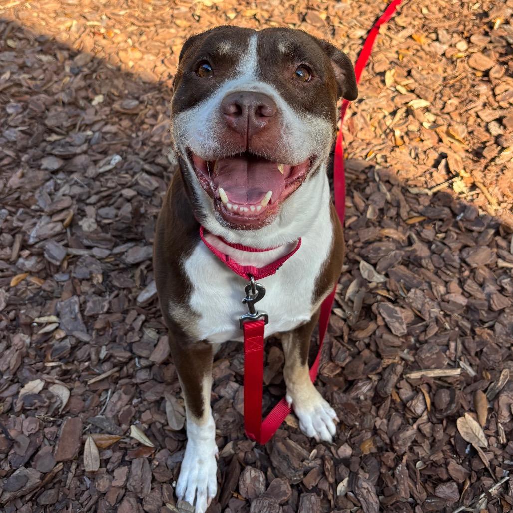 Enlarge Pumba, a Adoptable mixed breed in Titusville, FL image 1/4