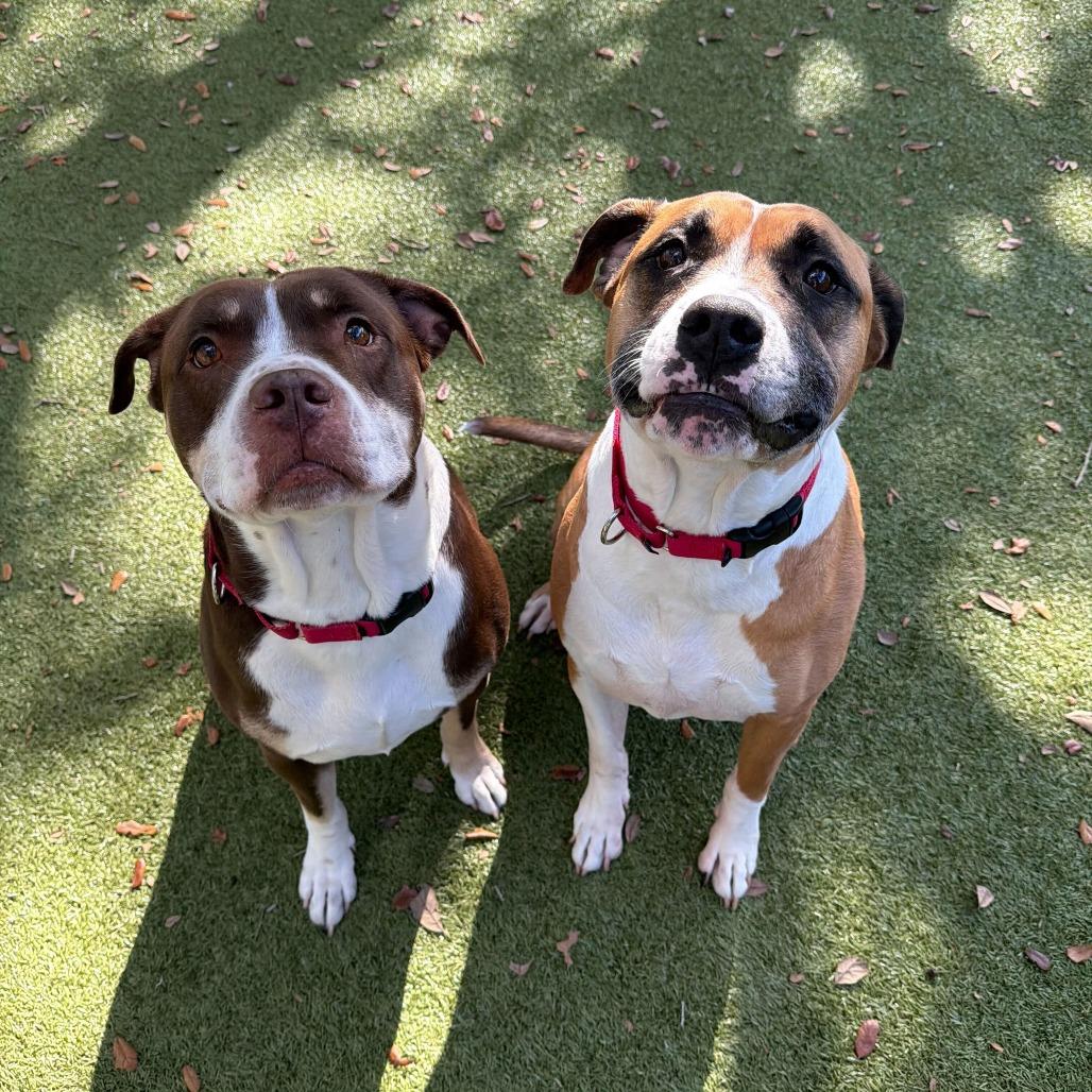 Enlarge Pumba, a Adoptable mixed breed in Titusville, FL image 2/4