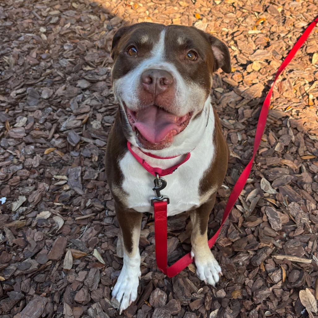 Enlarge Pumba, a Adoptable mixed breed in Titusville, FL image 3/4