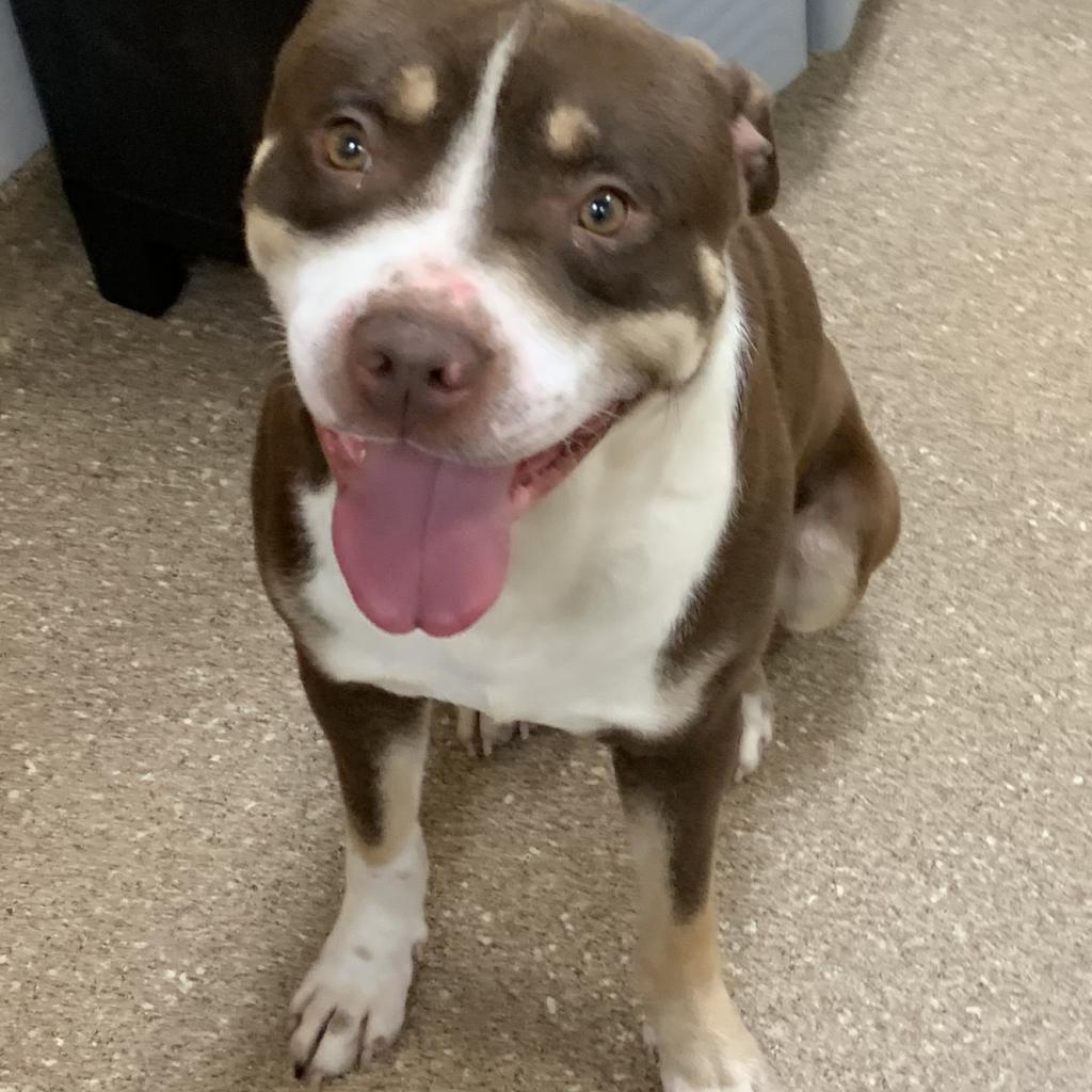 Enlarge Pumba, a Adoptable mixed breed in Titusville, FL image 4/4